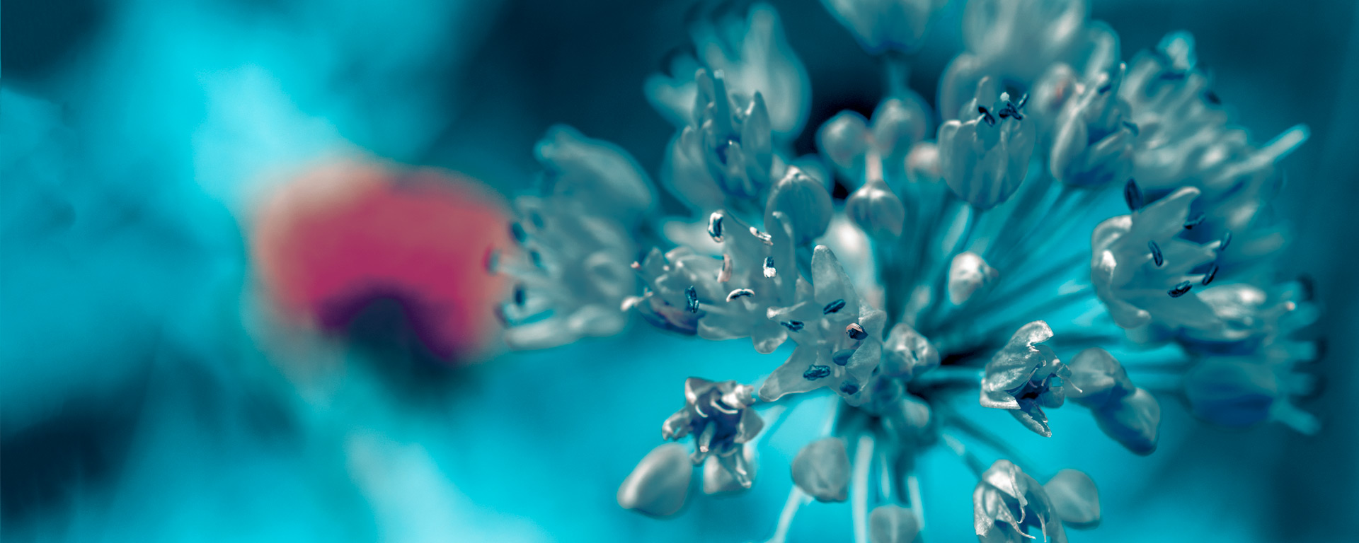 frozen flower
