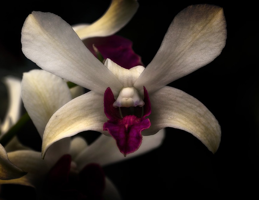 Orchidaceae: Sacred Balance