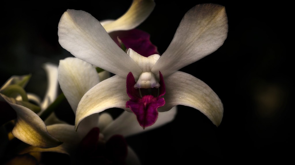 Orchidaceae: Sacred Balance