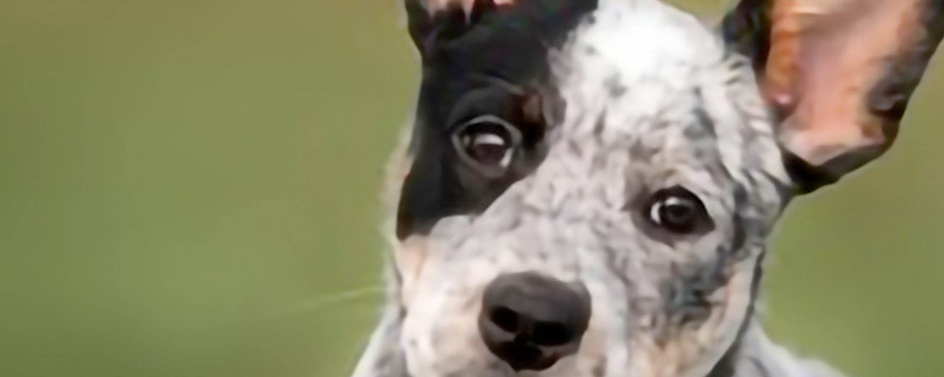 Australian cattle dog