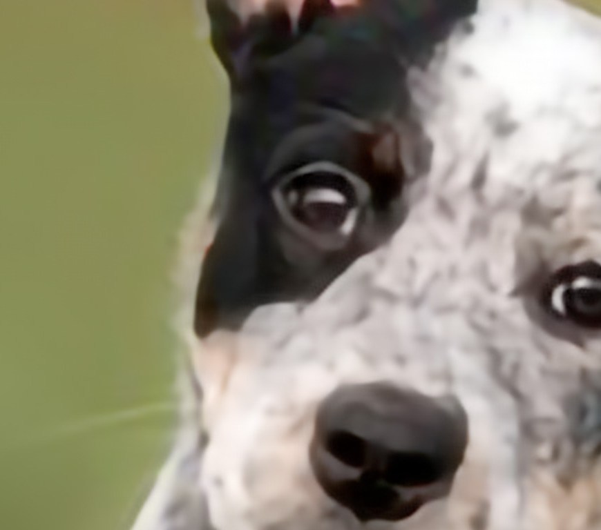 Australian cattle dog