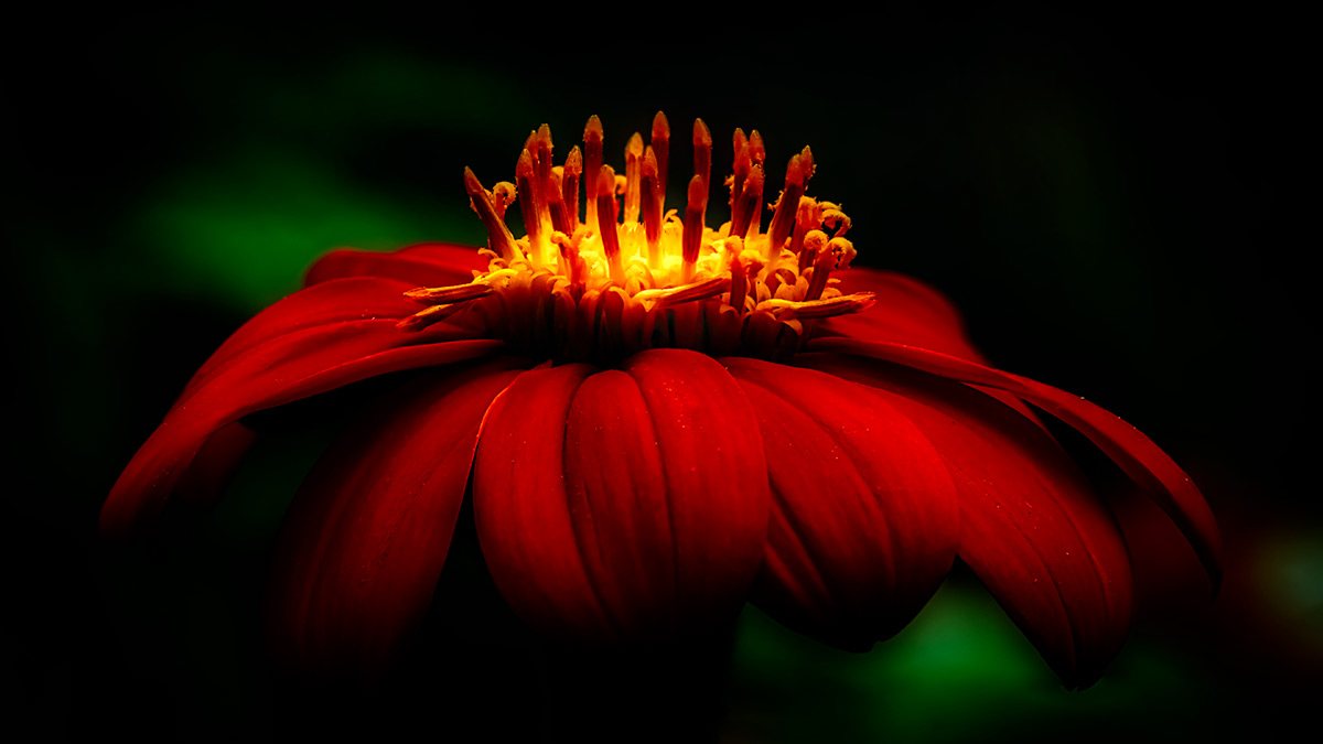 16 Candles - Mexican Sunflower