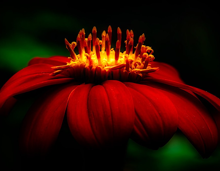 16 Candles - Mexican Sunflower